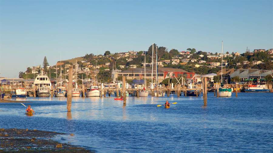Kayakers paddle in a harbor with boats and hillside homes under a clear blue sky. — Napier Wallpaper