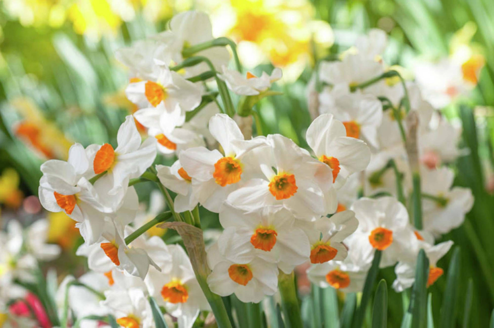 Narcissus Background Wallpaper