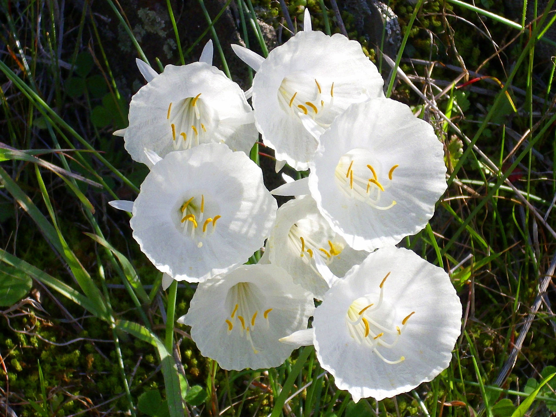 Narcissus Flower Achtergrond