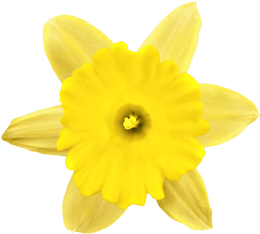 Narcissus Png