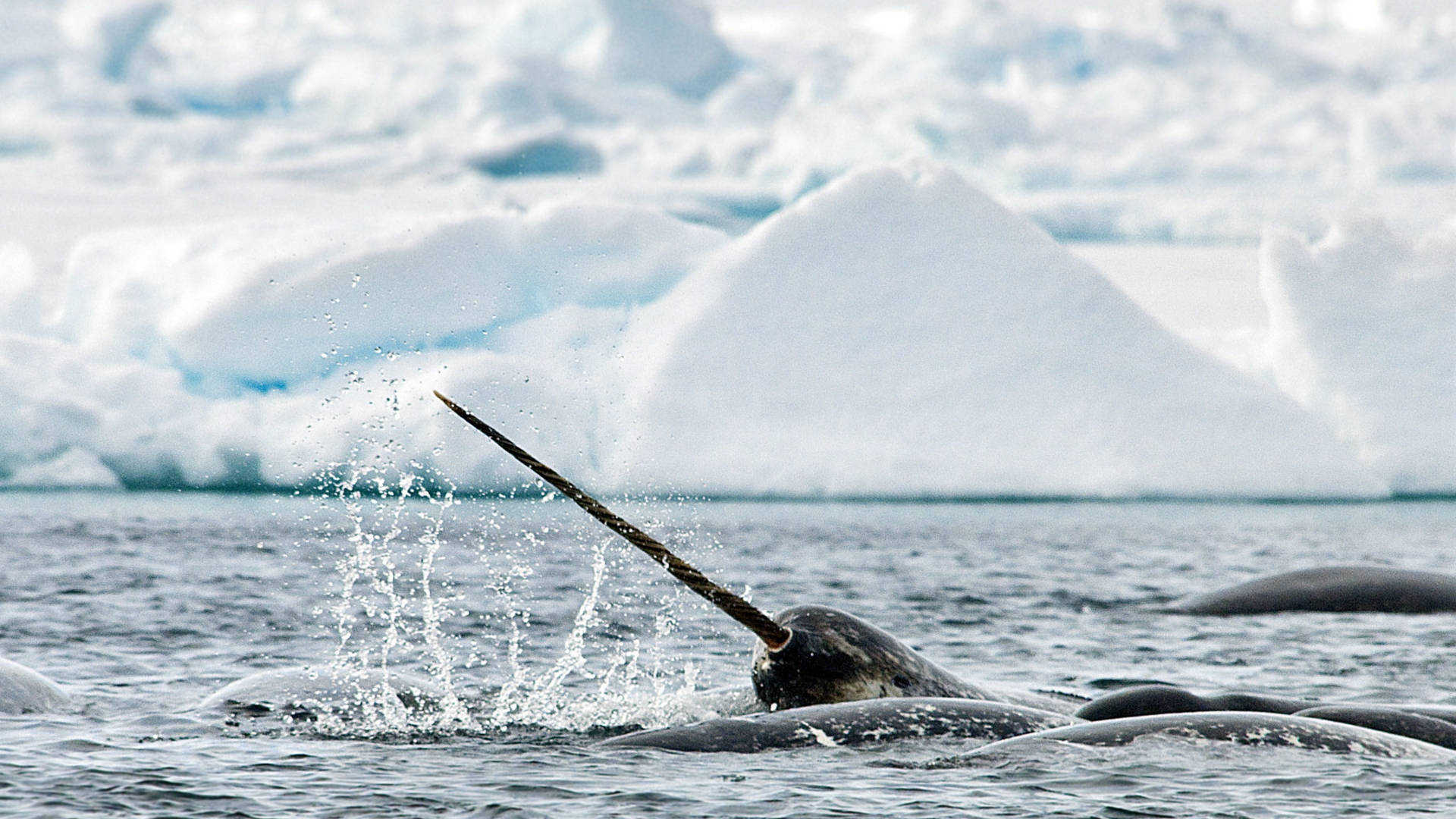 Narwhal Bakgrunnsbildet