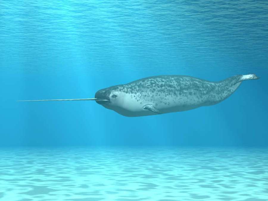Narwhal swimming underwater in clear blue ocean with sunlight rays. — Narwhal Picture