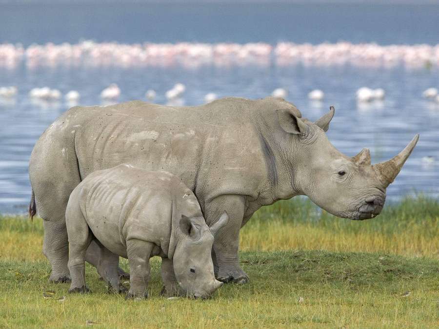 Mutter-Nashorn und Kalb grasen in der Nähe eines flamingogefüllten Sees — Nashornbilder Bild Wallpaper
