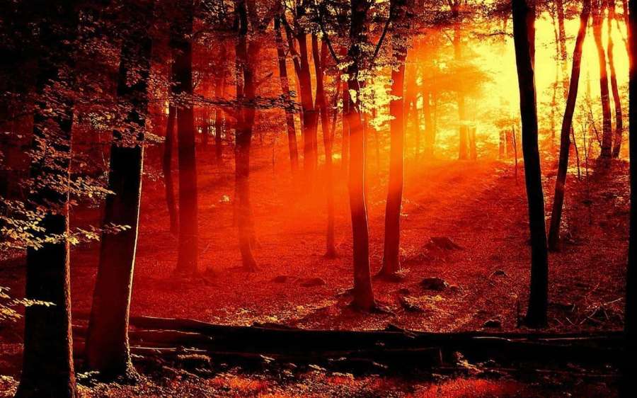 Bosque bañado por una cálida luz solar anaranjada que se filtra entre los árboles al atardecer. — Naturaleza de otoño Fondos de pantalla