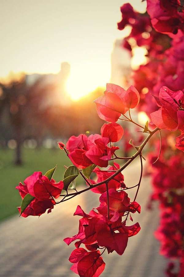 Rote Bougainvillea-Blüten leuchten im Sonnenuntergangslicht auf einem Parkweg. — Naturblume Wallpaper