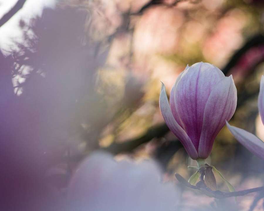 A close-up of a purple magnolia flower in bloom with soft sunlight filtering through blurred foliage. — Nature Blur Wallpaper
