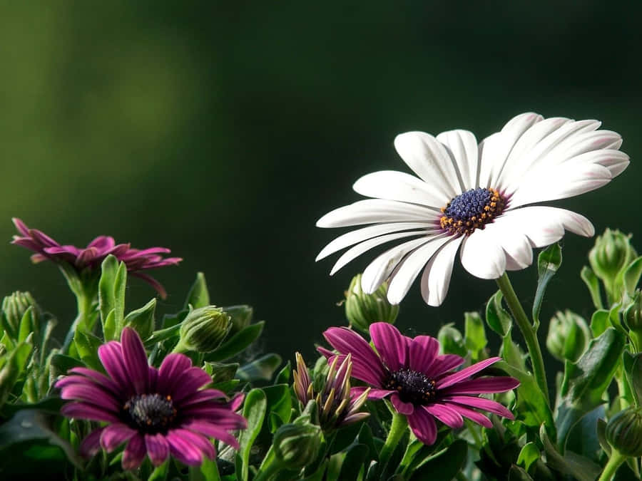 White and purple daisies with green buds in a garden setting. — Nature Flower Background