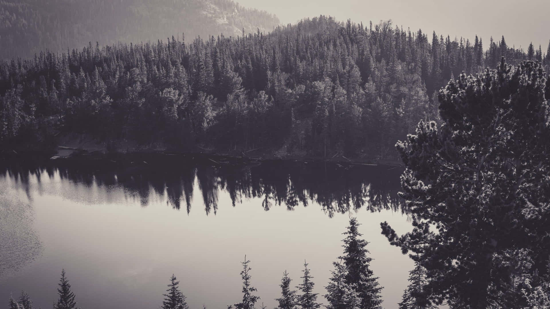 Nature Noir Et Blanc Fond d'écran