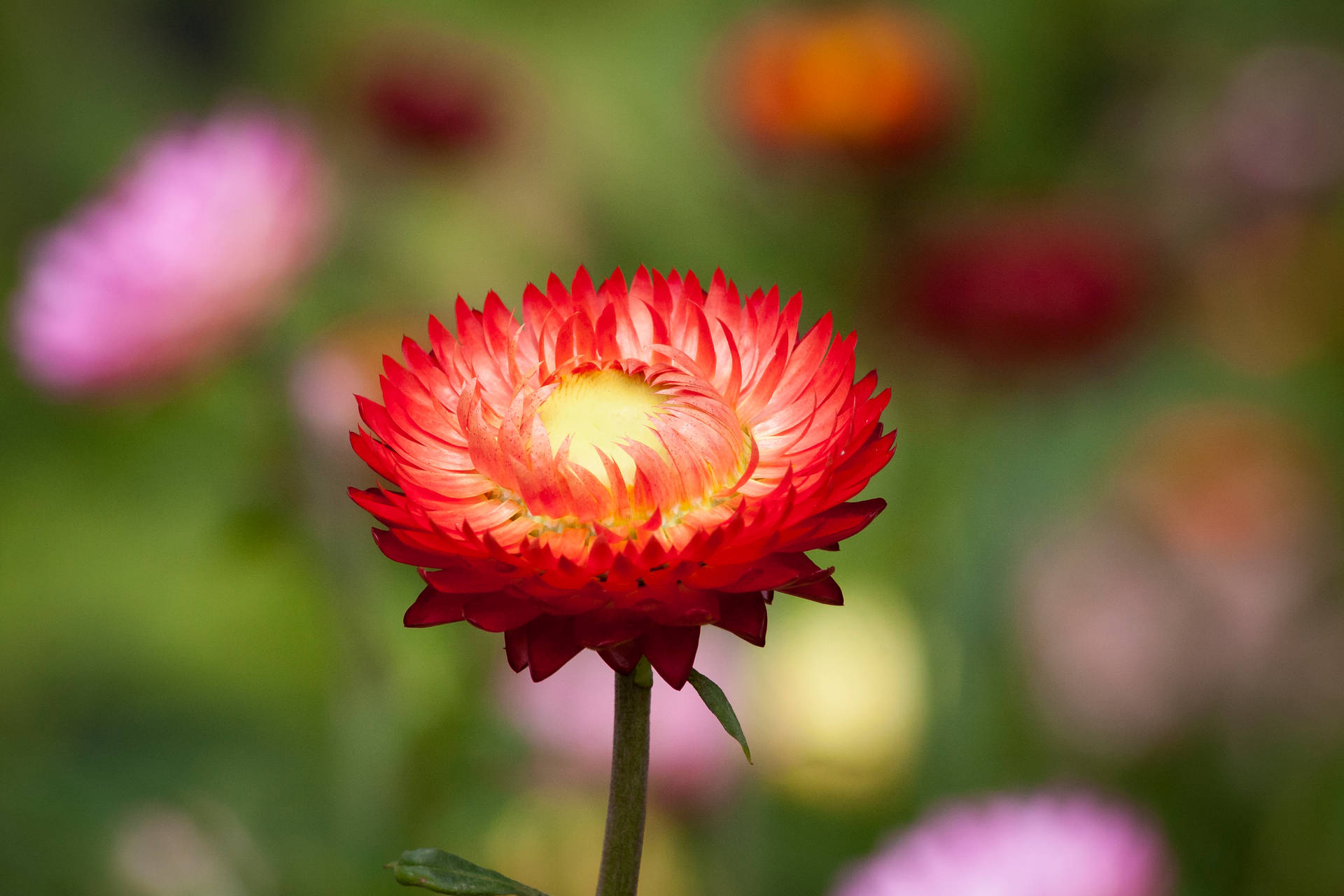 Natuurlijke Bloem Achtergrond