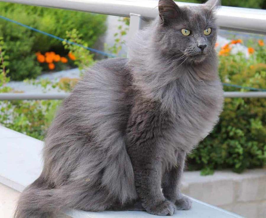 Fluffy grå kat med gule øjne, der sidder på et metalgelænder udendørs. — Nebelung Wallpapers
