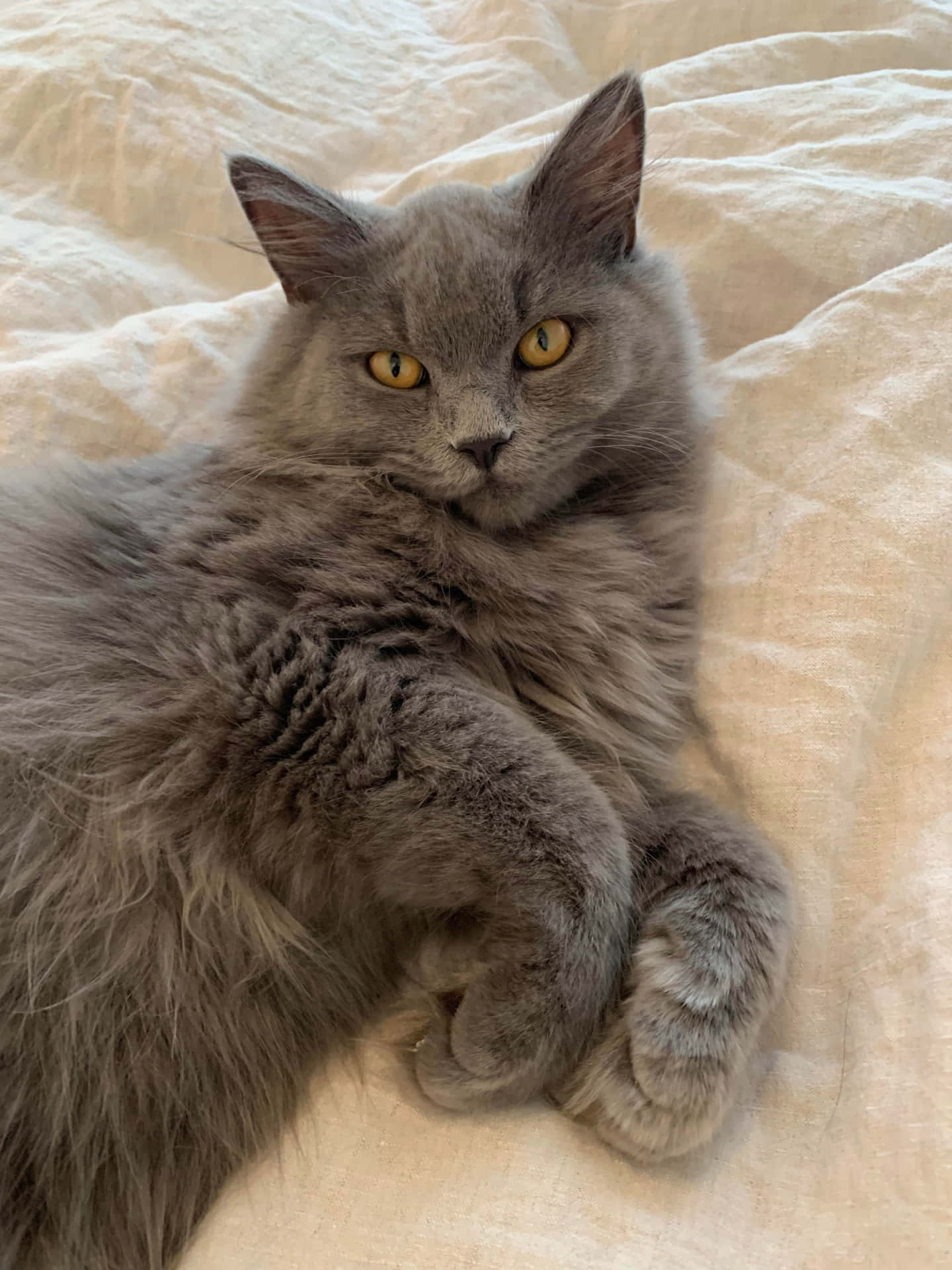 Nebelung Taustakuva