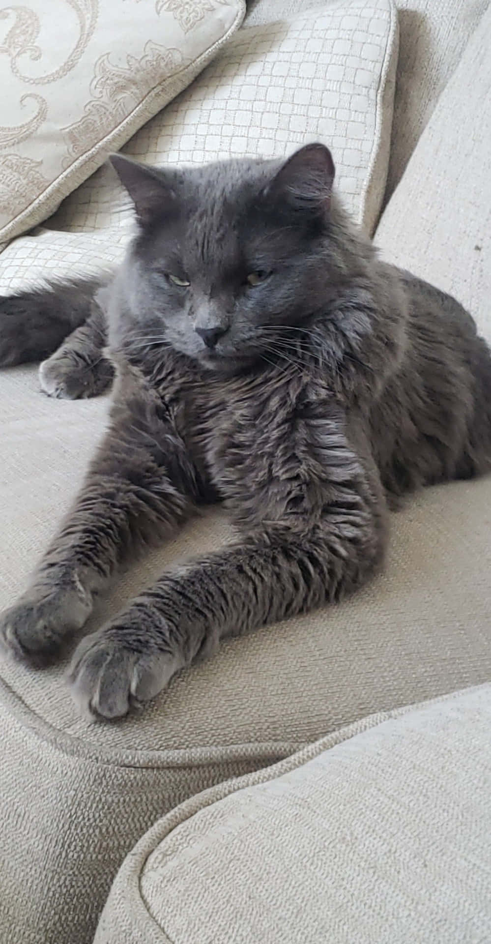 Nebelung Achtergrond