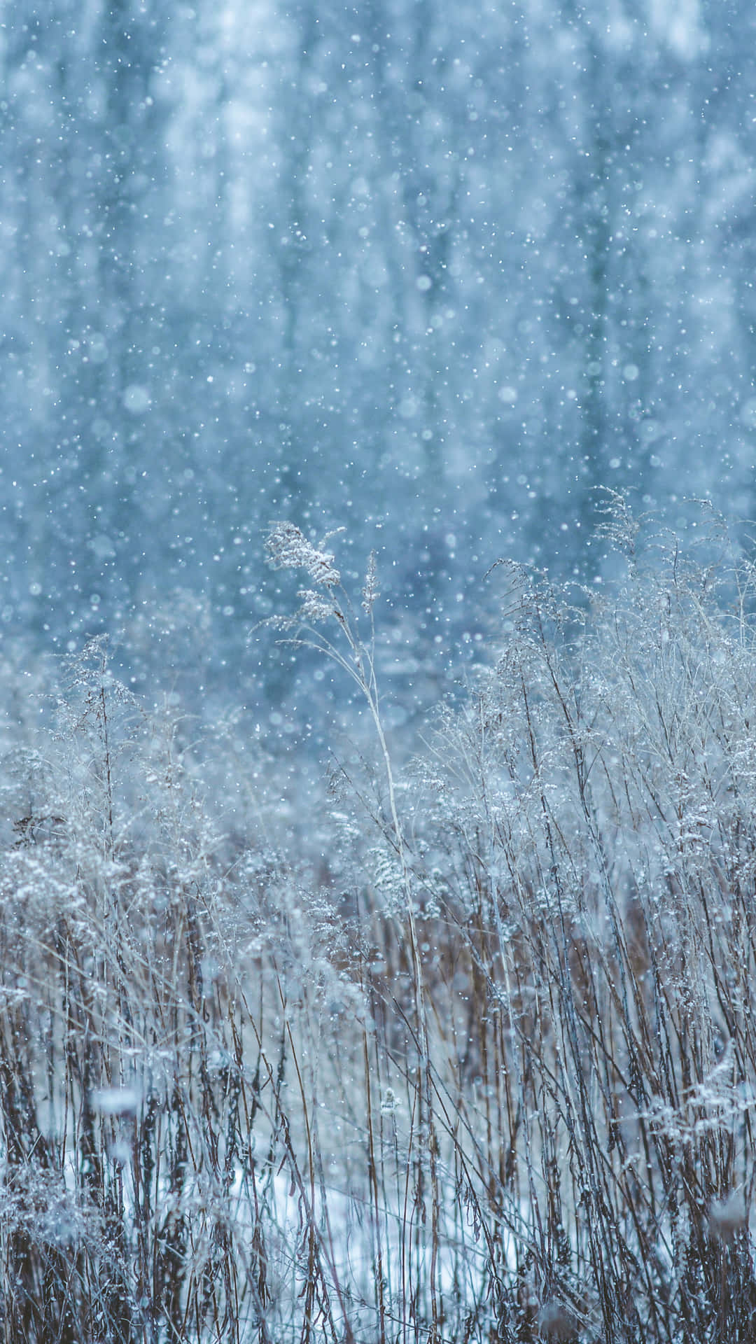 Neige Tombante Fond d'écran