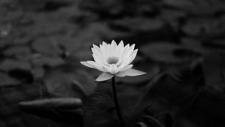 Uma flor de lírio d'água branca flutuando em um lago com água escura e folhas. — Nenúfar Papéis de Parede