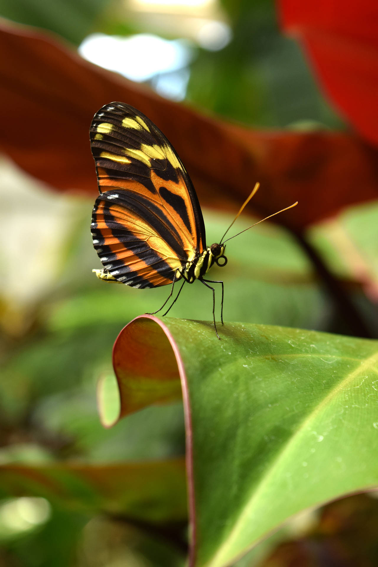 Netter Schmetterlingshintergrund