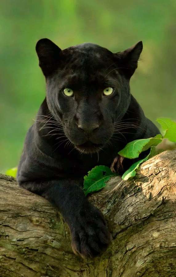 Schwarzer Panther mit hellgrünen Augen auf einem Ast im Wald. — Netter Schwarzer Panther Wallpaper