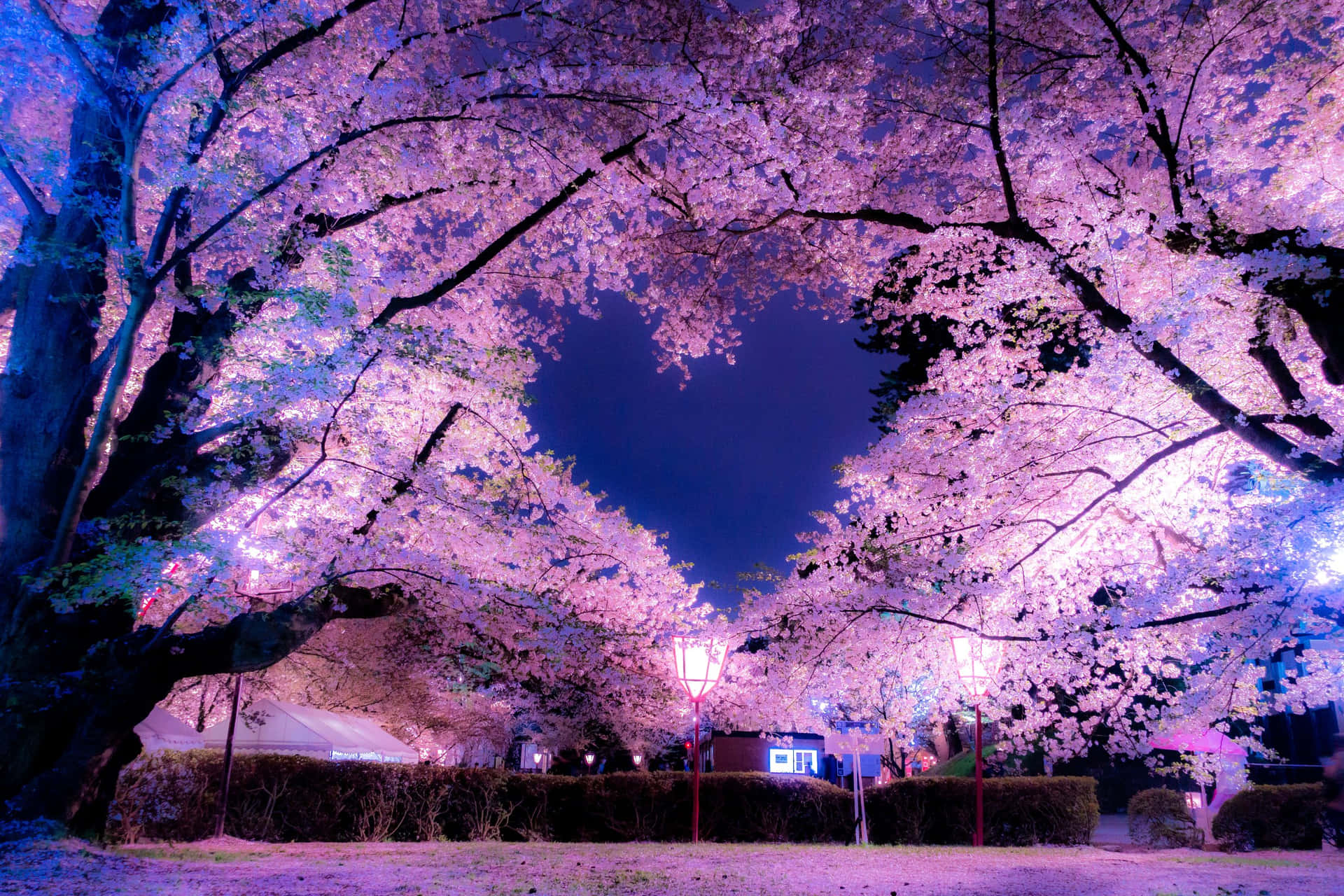 Night Cherry Blossom Wallpaper