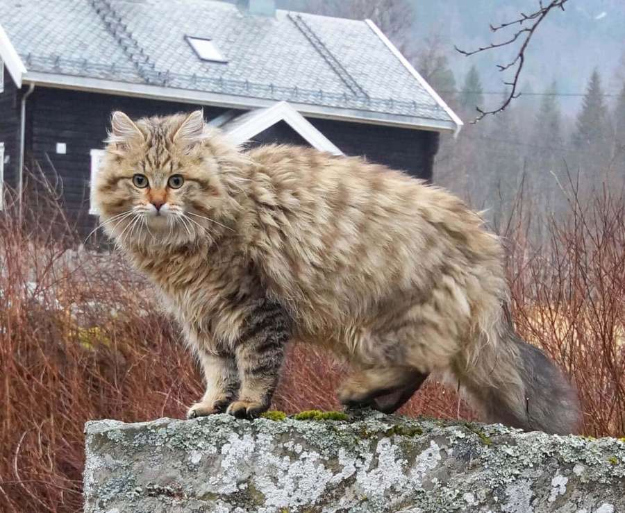 Fluffy tabby cat perched on mossy stone wall near wooden house in winter forest. — Norwegian Forest Cat Wallpaper