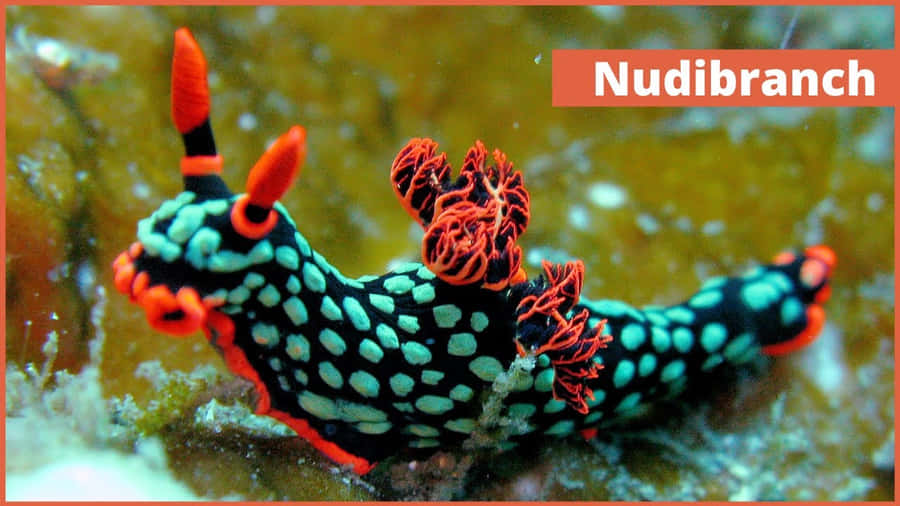 Nudibranch Wallpaper