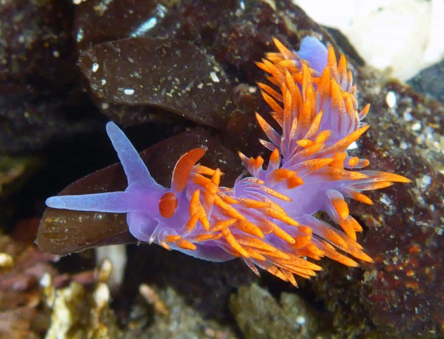 Nudibranch Achtergrond