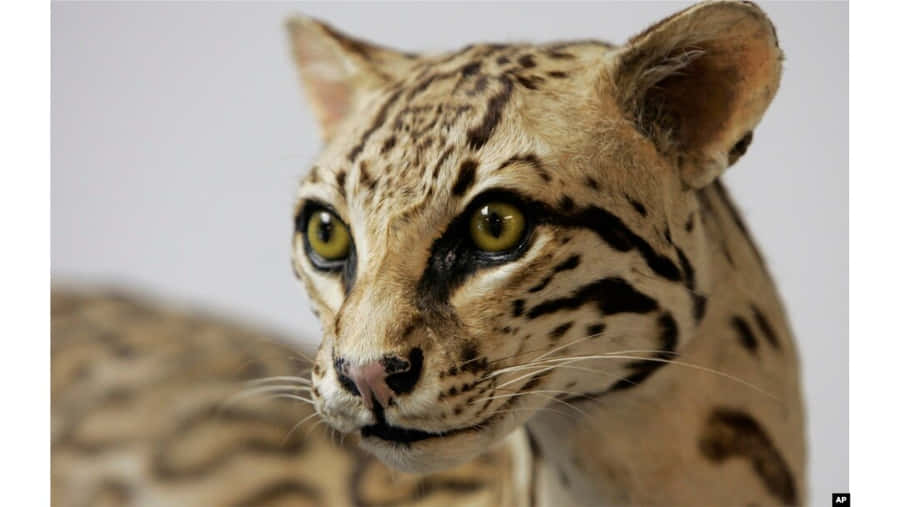 Ocelot Bakgrunnsbildet