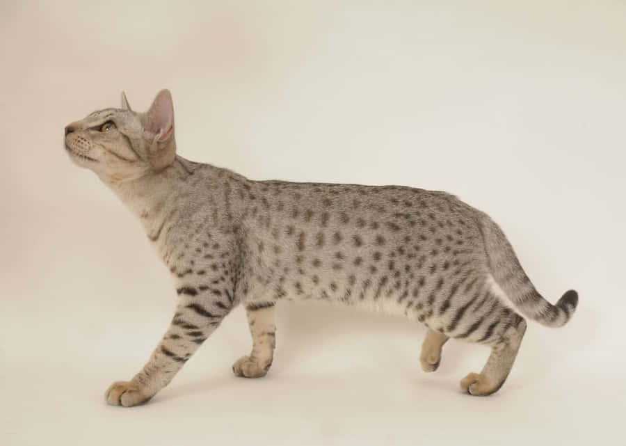 Ocicat Achtergrond