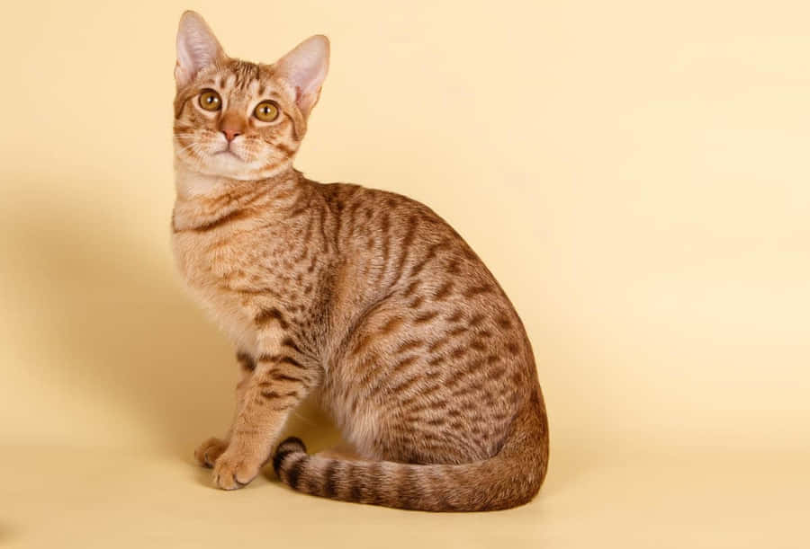 Ocicat Taustakuva