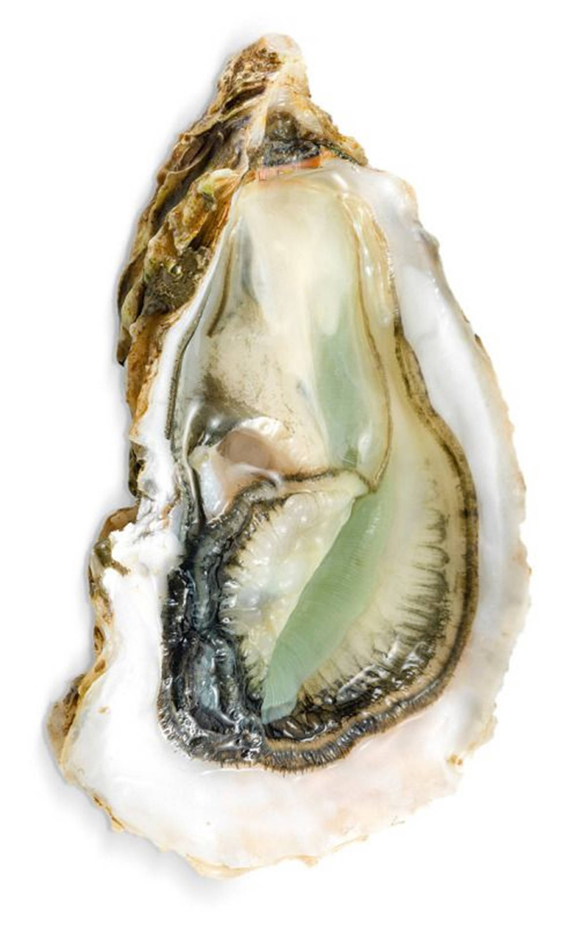 Oester Achtergrond