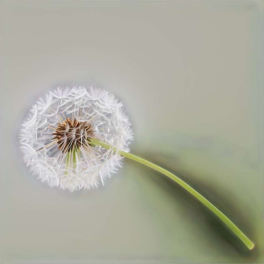 A dandelion seed head with white fluff and green stem on a soft green background. — Off White PNG