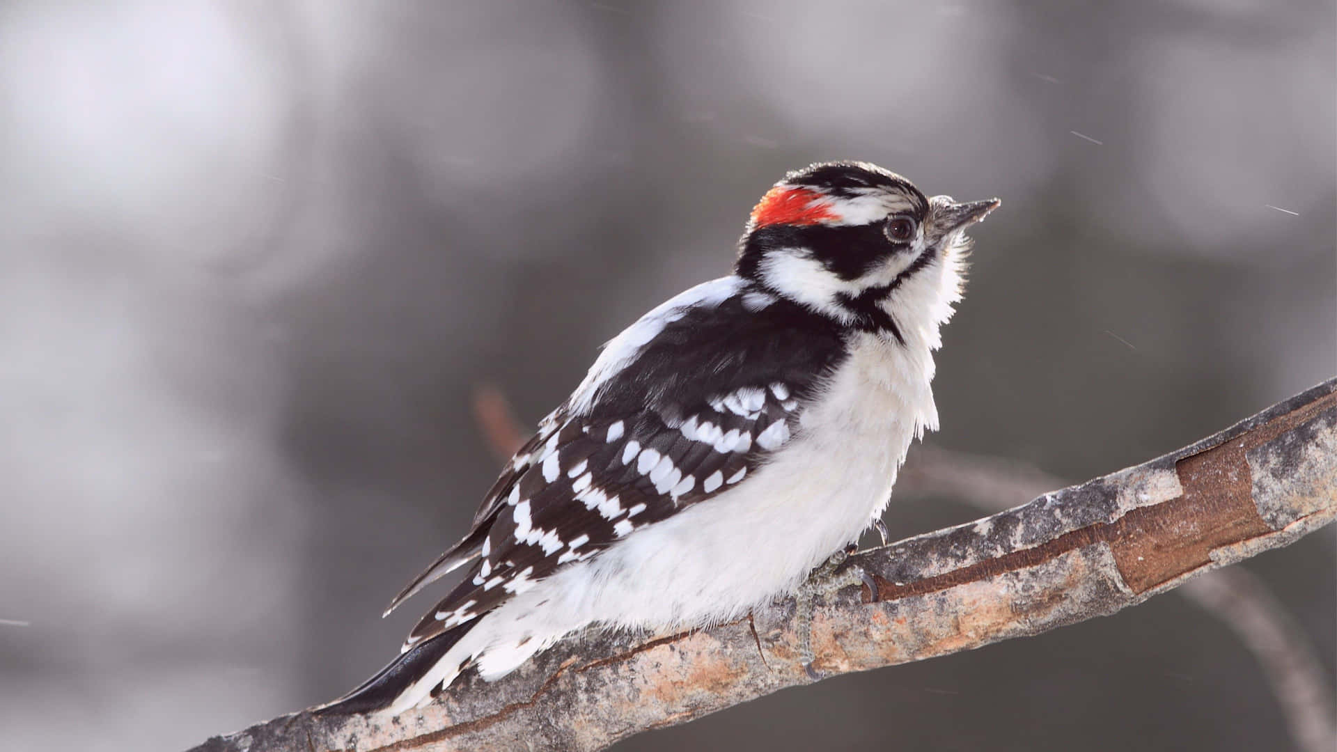 Oiseau De Neige Fond d'écran