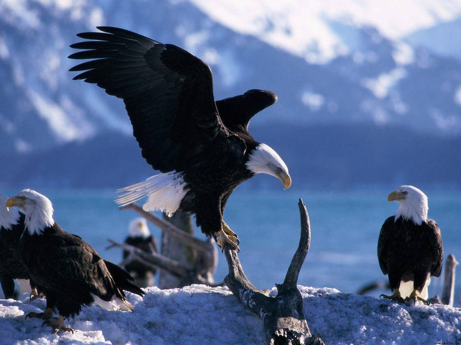 Oiseaux De Proie Fond d'écran