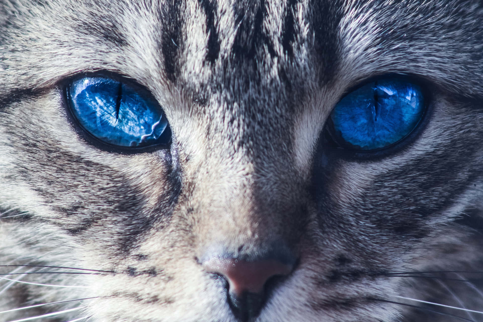 Ojos Azules Cat Fondo de pantalla