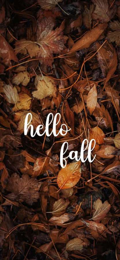 Folhas de outono com texto hello fall — Olá Fall Papéis de Parede