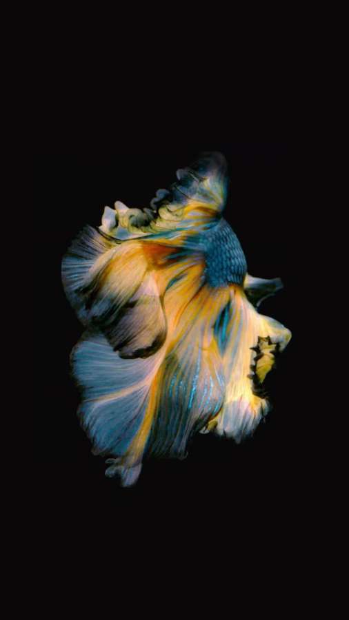 A colorful betta fish with flowing fins swims against a black background. — Oled iPhone Picture
