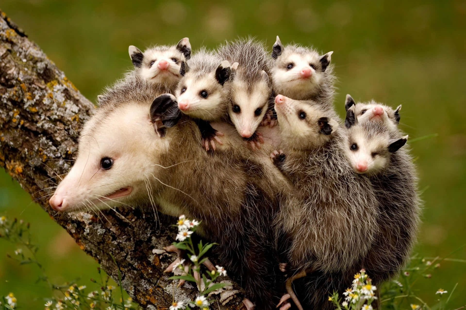 Opossum Wallpaper