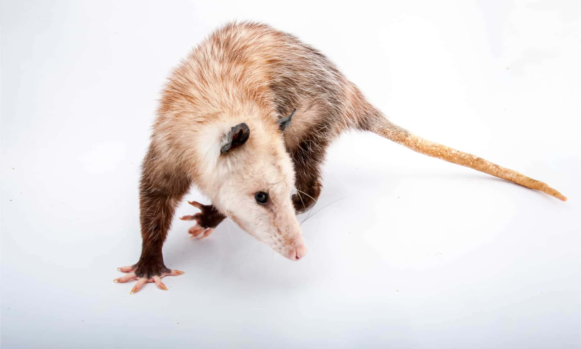 Opossum Achtergrond