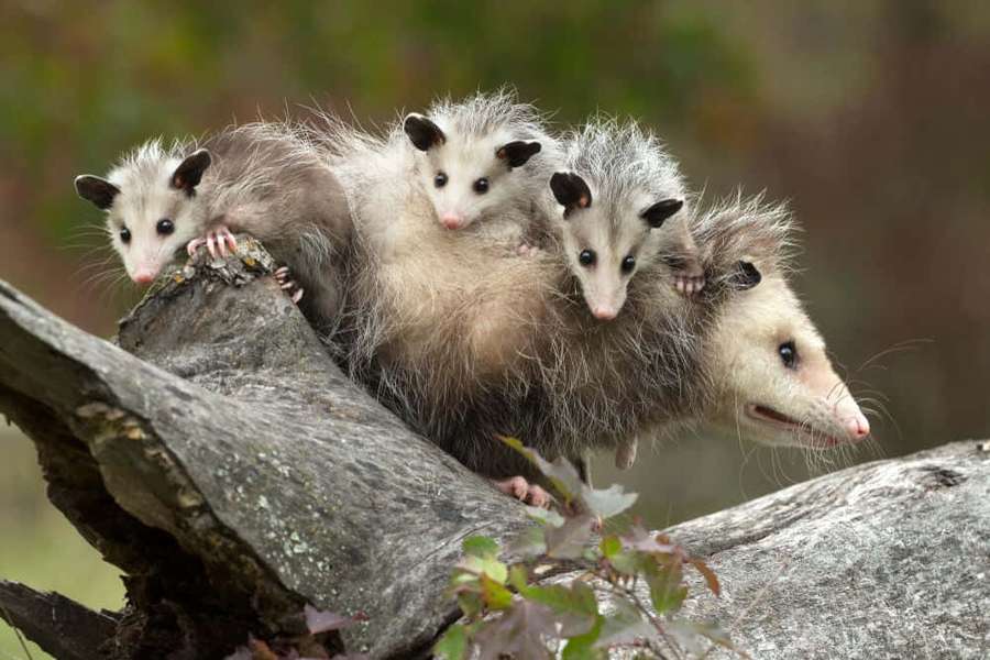Una mamá zarigüeya y sus tres bebés posados en una rama de árbol en el bosque. — Oposum Fondos de pantalla