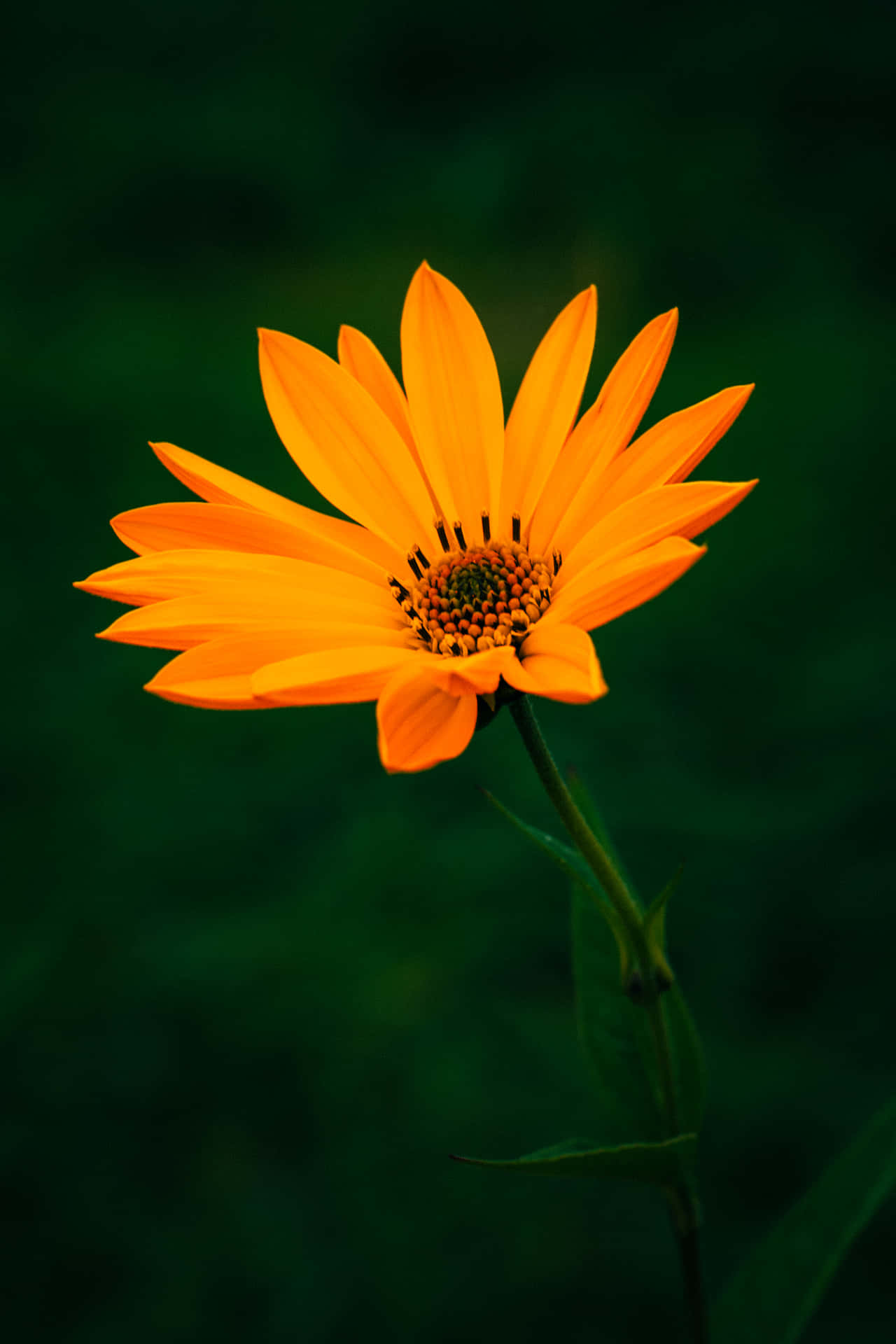 Orange Blomst Foto
