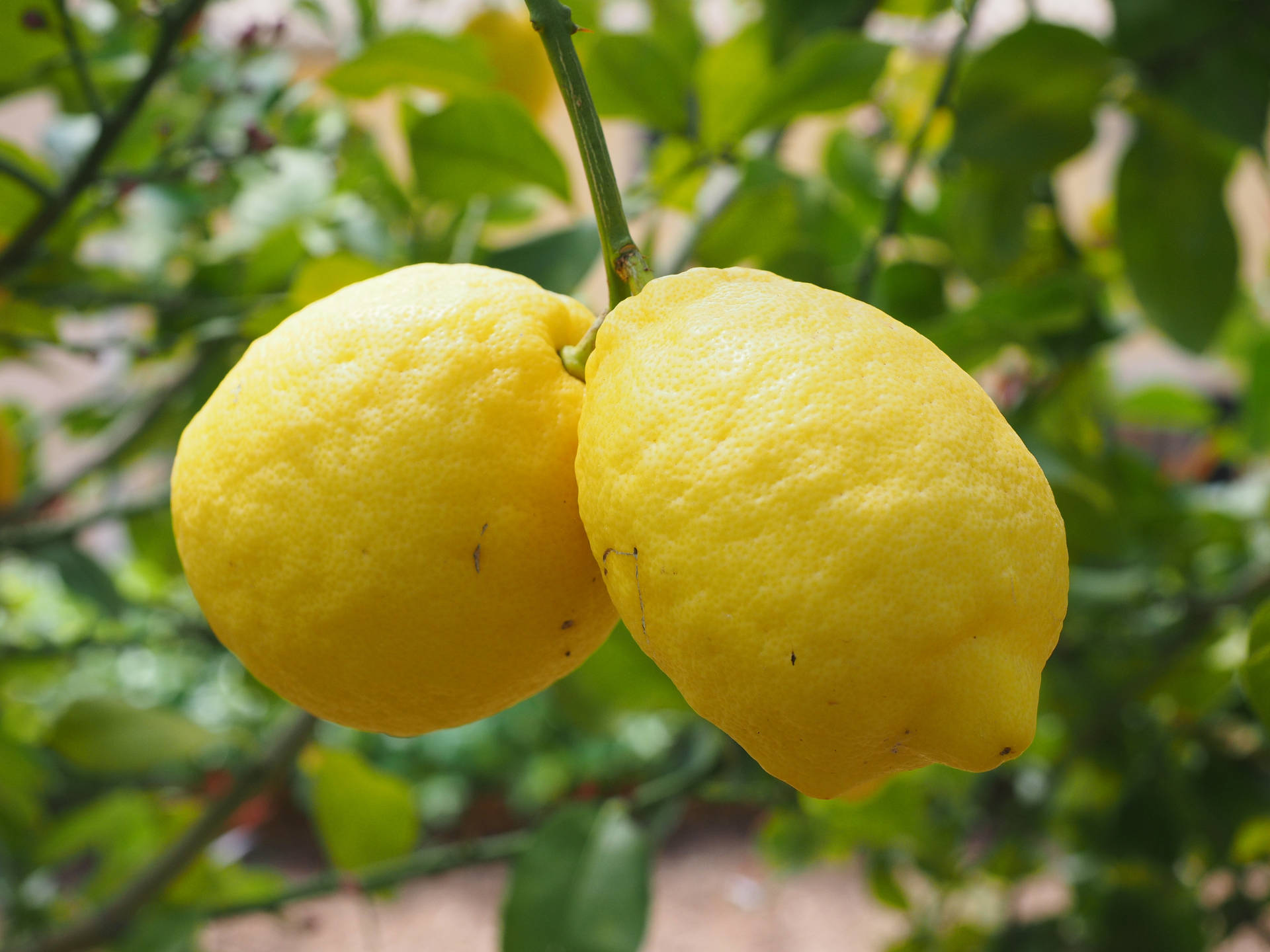 Två mogna gula citroner hänger på en citrusgren med gröna blad. — Apelsin frukt bilder Bakgrundsbilder