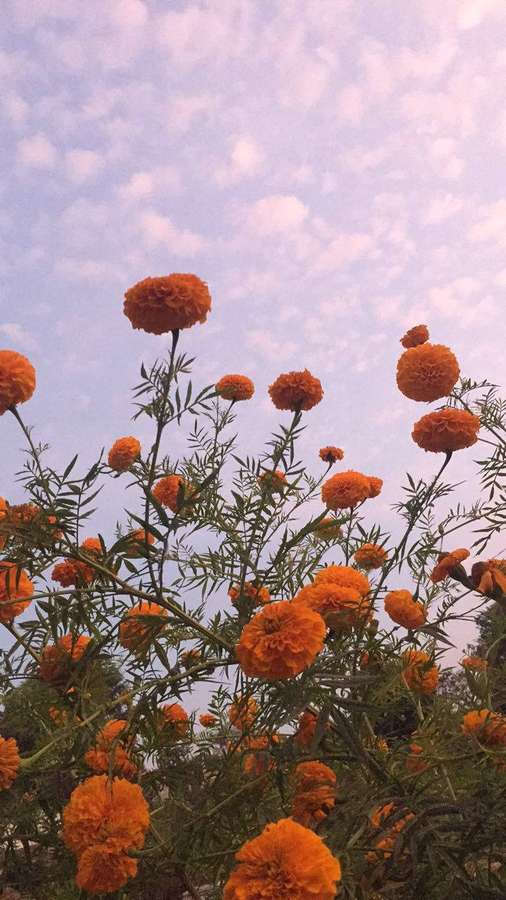 Orangefarbene Ringelblumen blühen vor einem lavendelfarbenen Himmel mit weichen Wolken. — Orange Mit Blumenmuster Wallpaper