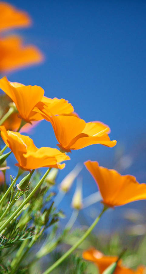 Orangefarbener Blumen-hintergrundbilder