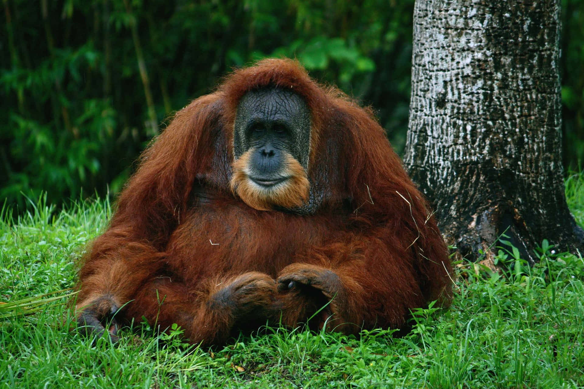 Orangutan Background Wallpaper