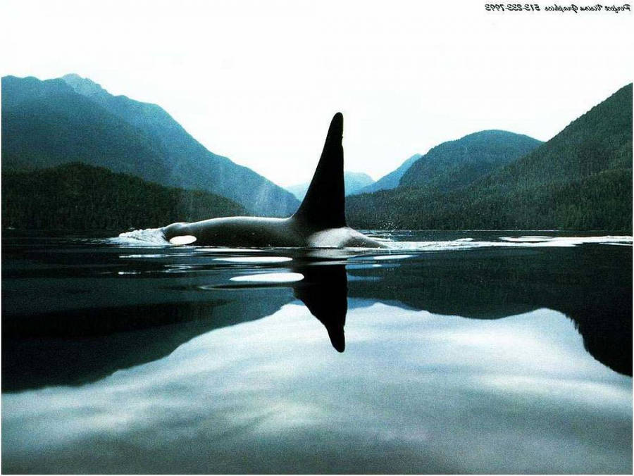 En späckhuggare simmar i en lugn fjord med bergsreflektioner. — Orca Bakgrundsbilder