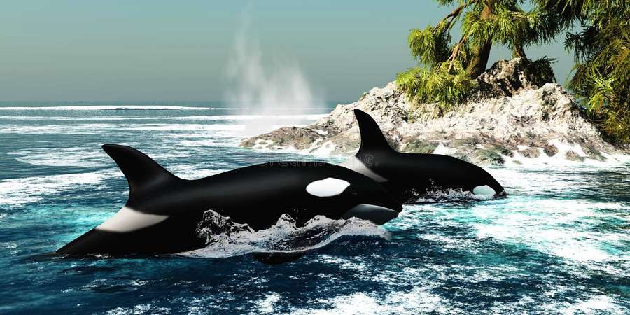 Two orcas swimming near a tropical island with palm trees. — Orca Wallpaper