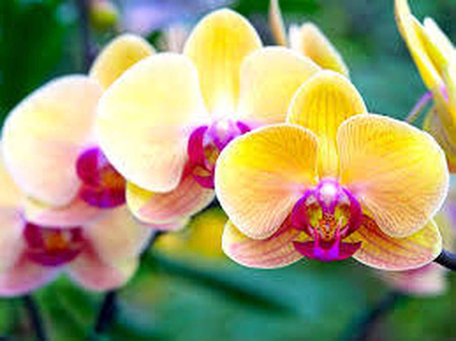 Yellow orchids with pink centers in soft focus bloom. — Orchid Wallpaper