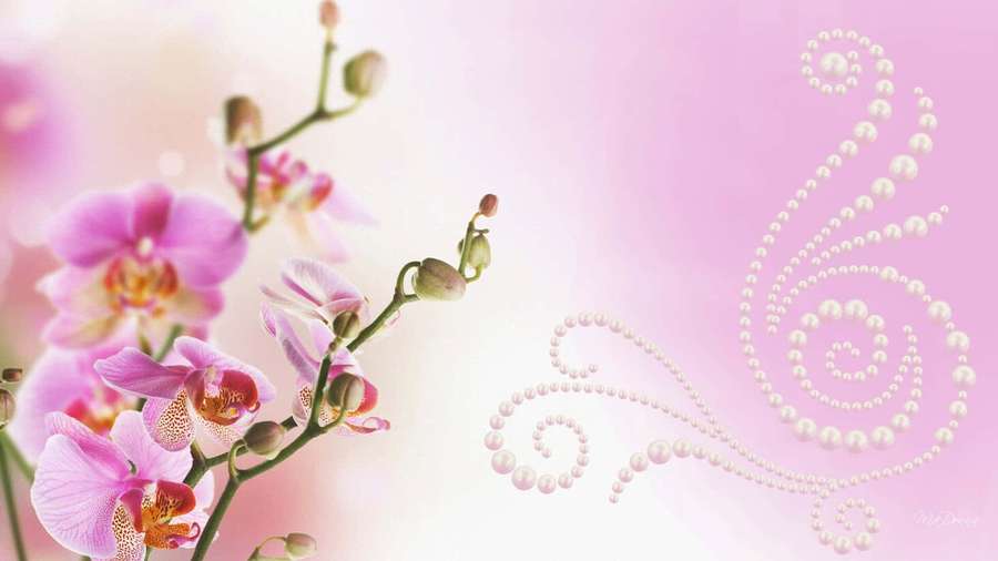 Pink orchids and pearl swirls on a soft gradient background. — Orchid Background