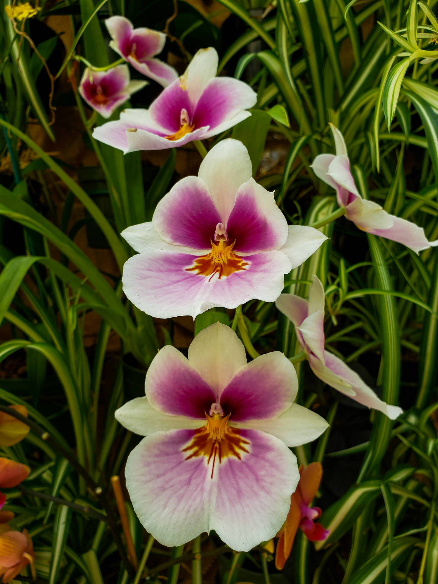 Orchidee Sfondo