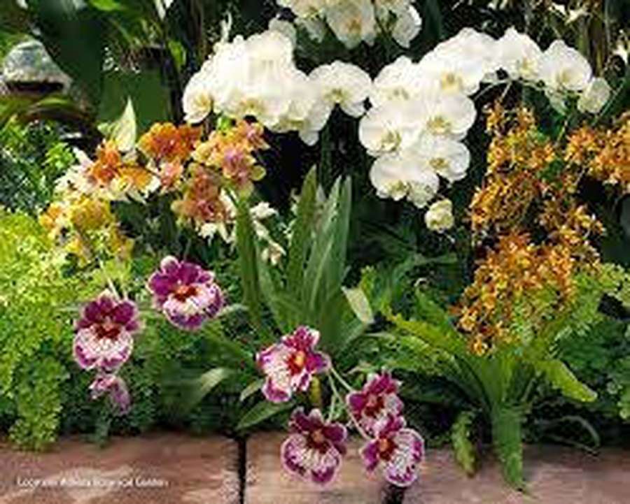Ein farbenfrohes Display von Orchideen in voller Blüte mit grünen Blättern. — Orchidee Wallpaper