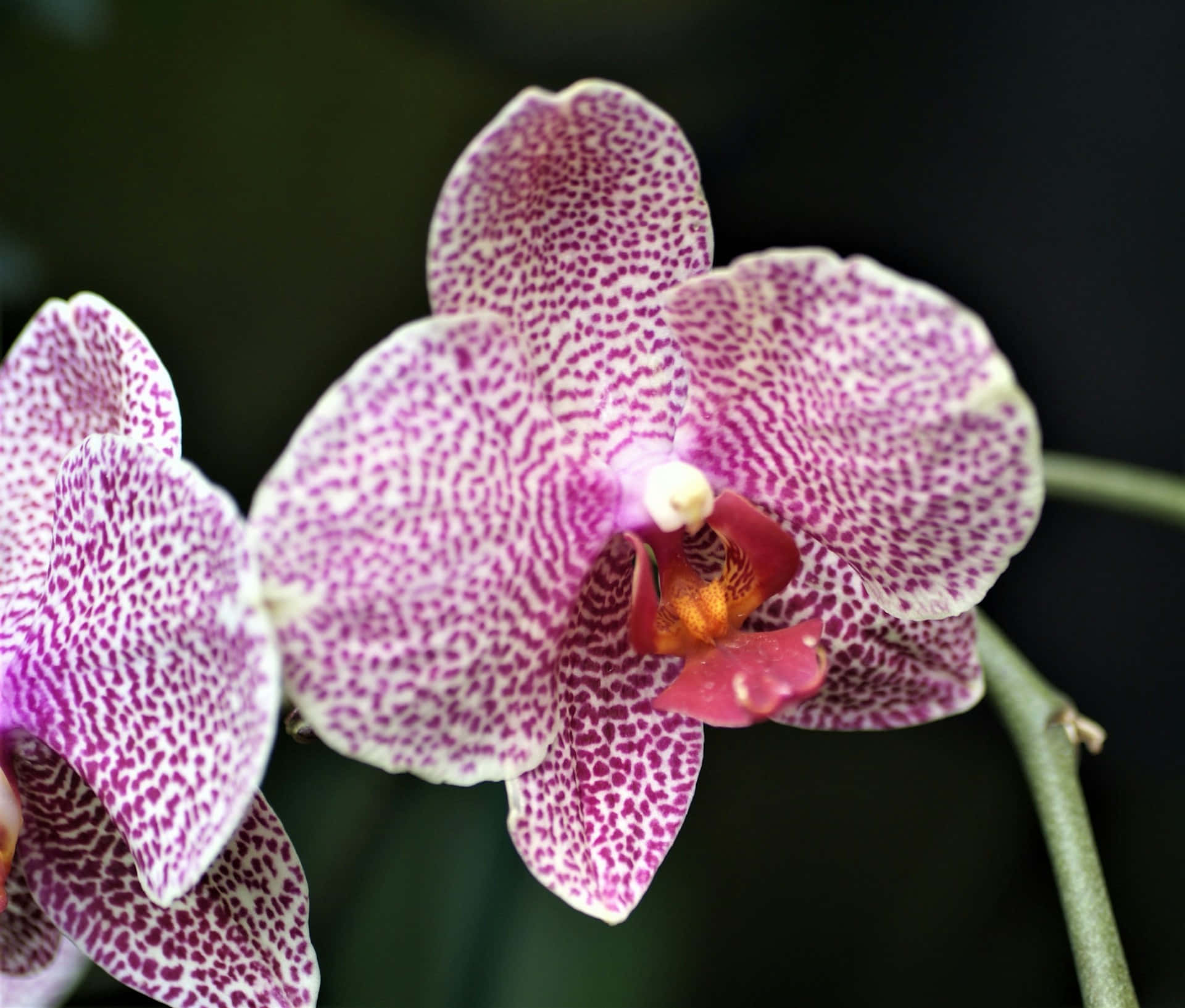 Orchidee Esthetiek Achtergrond