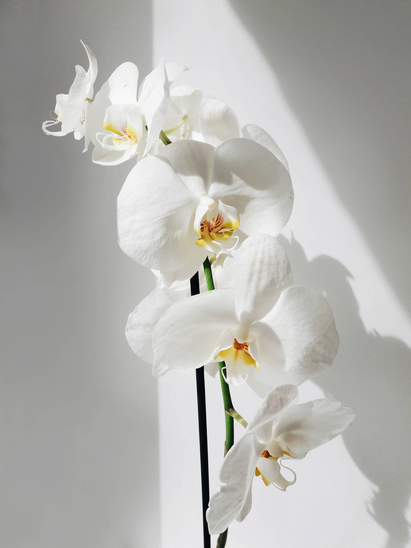 Orchids Background Photos